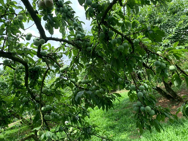 Mơ thấy cây mận xanh tươi với trái non