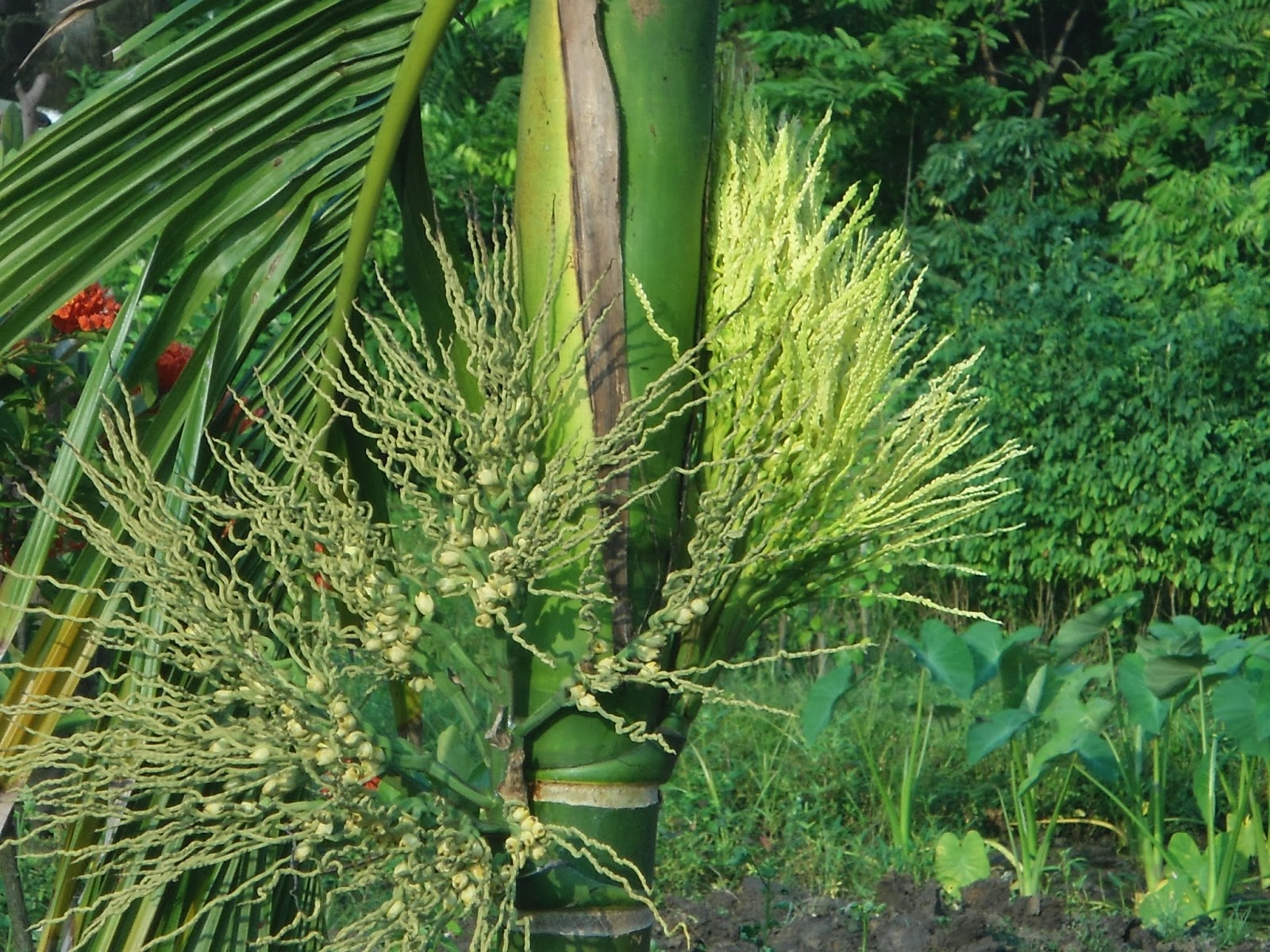 Mơ thấy hoa cau đánh con gì? Mơ thấy hoa cau là điềm tốt hay xấu?