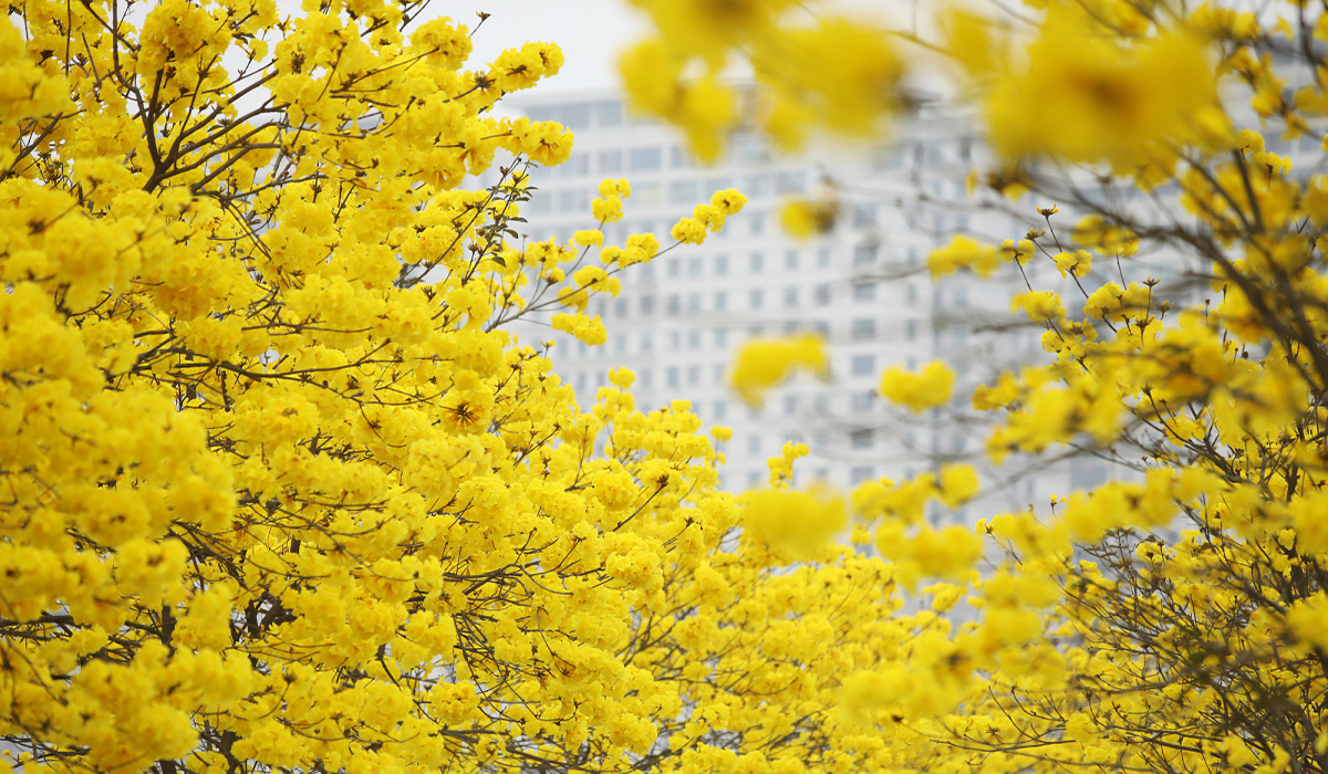 Mơ thấy hái hoa màu vàng